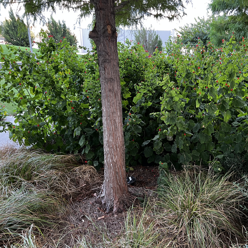 Picture of hidden fox