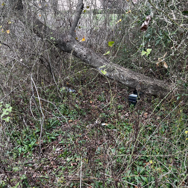 Picture of hidden fox