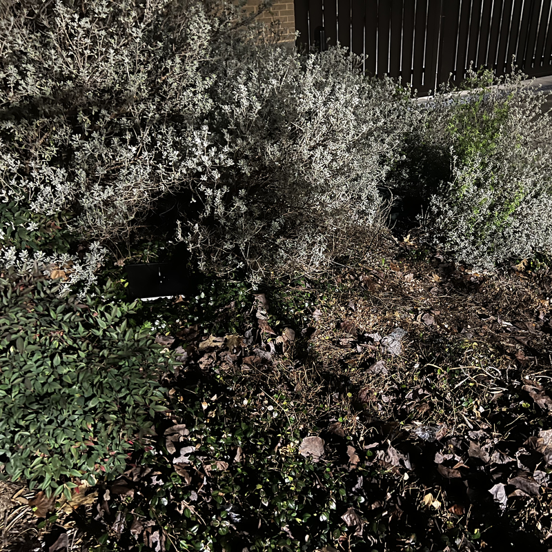 Picture of hidden fox