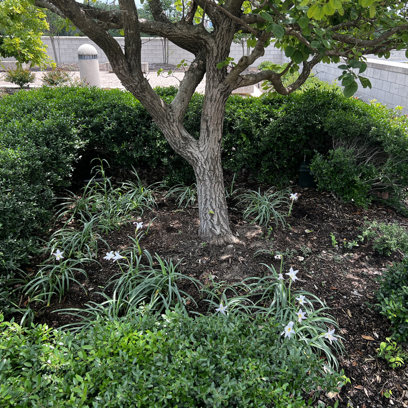 Picture of hidden fox