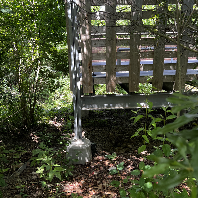 Picture of hidden fox