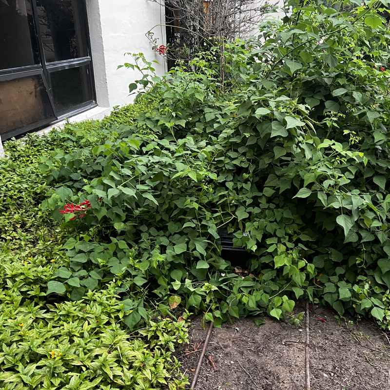 Picture of hidden fox