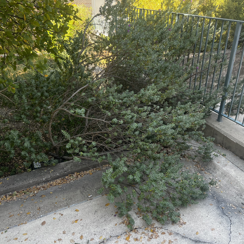 Picture of hidden fox