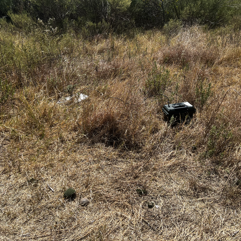 Picture of hidden fox