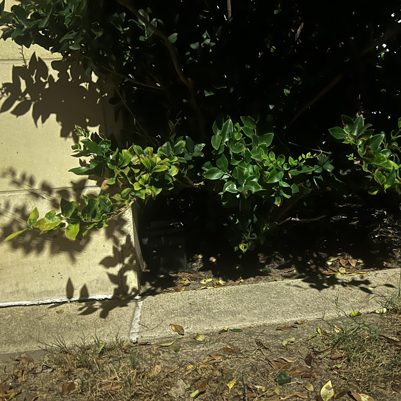 Picture of hidden fox