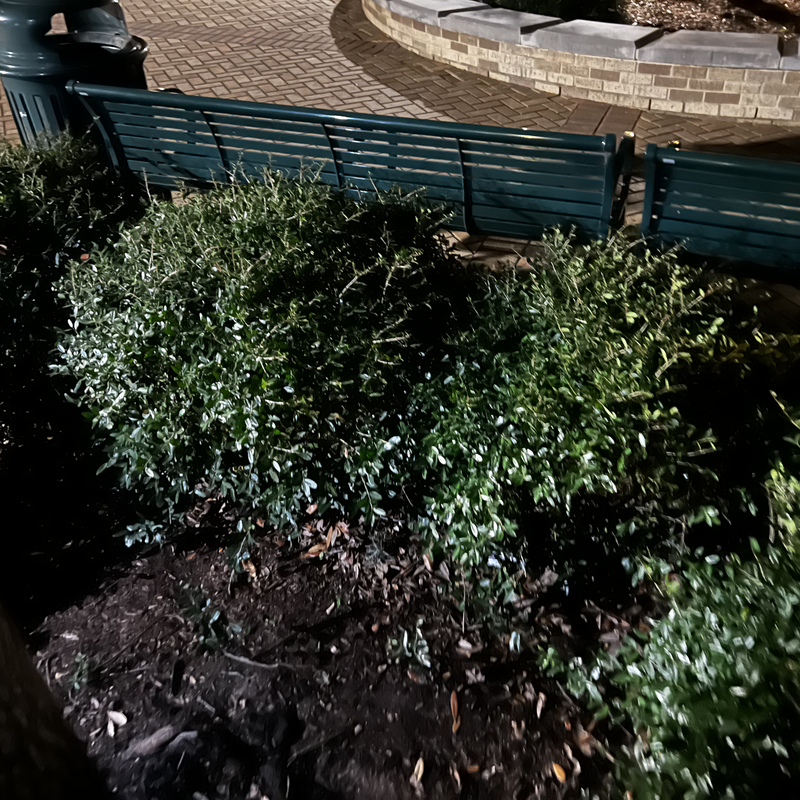 Picture of hidden fox