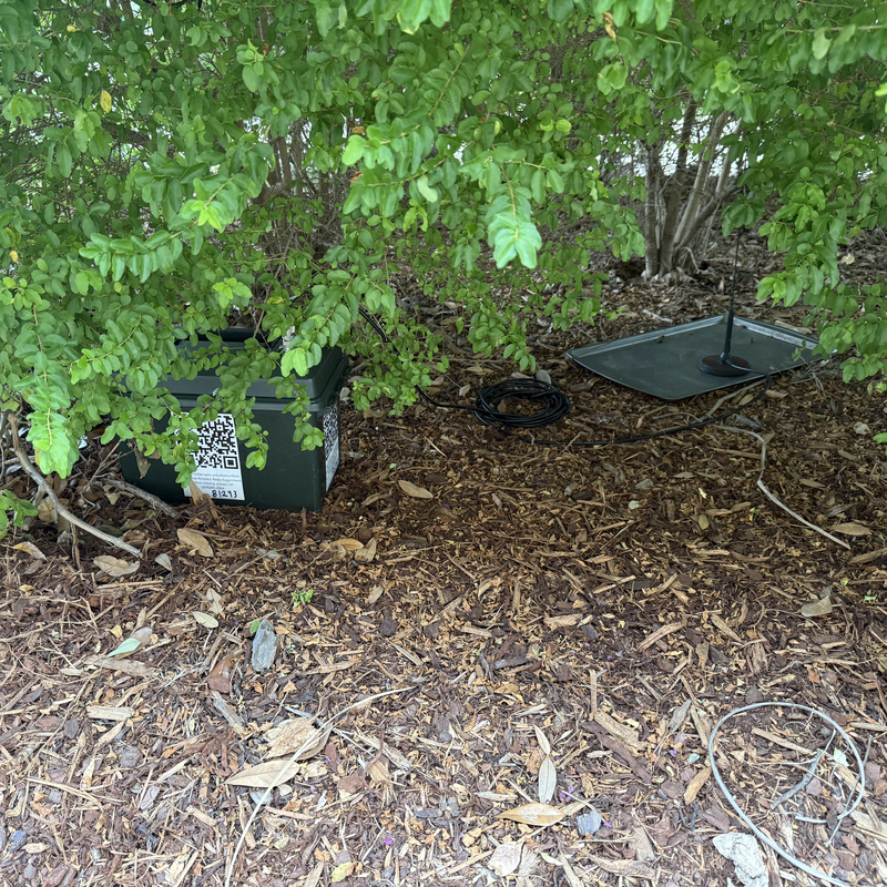 Picture of hidden fox