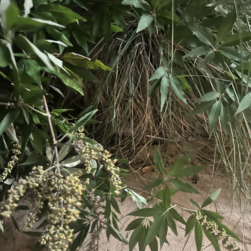Picture of hidden fox
