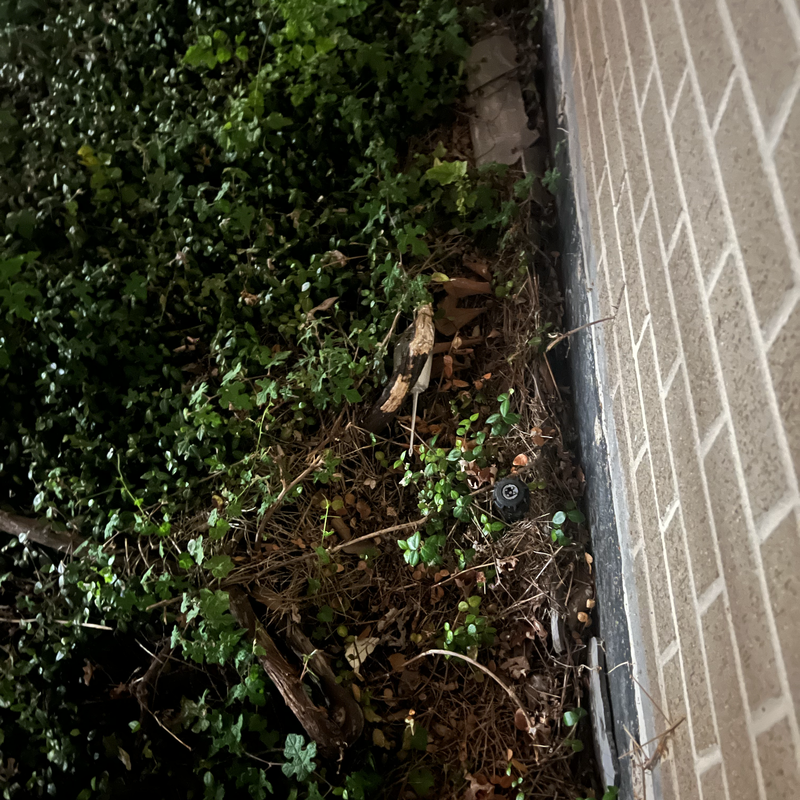 Picture of hidden fox