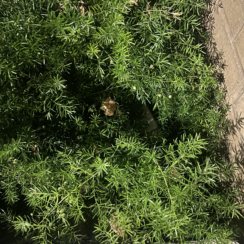 Picture of hidden fox