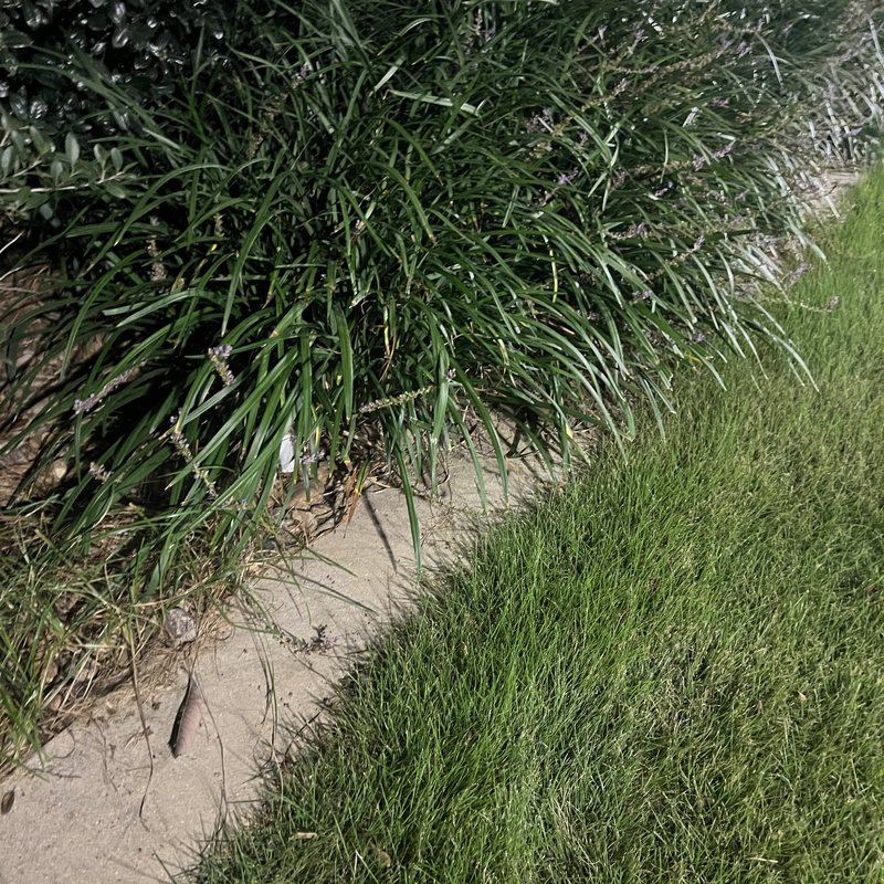 Picture of hidden fox