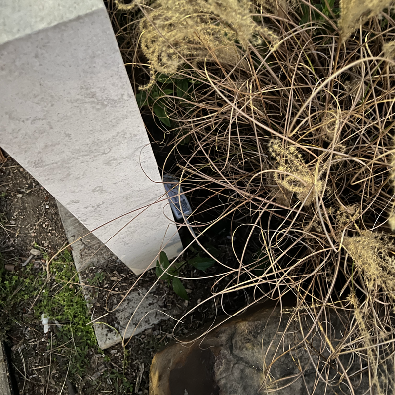 Picture of hidden fox