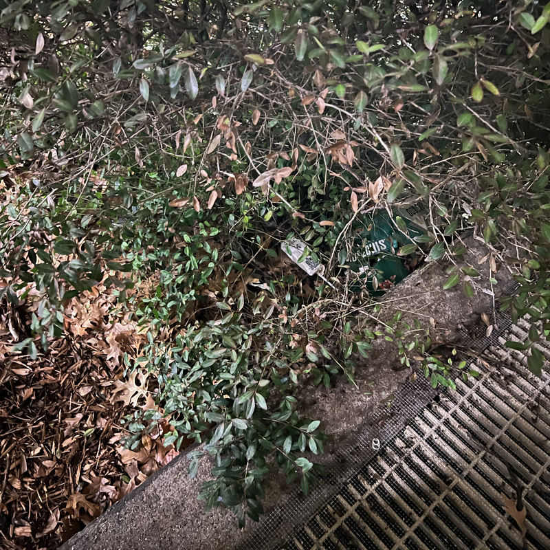 Picture of hidden fox