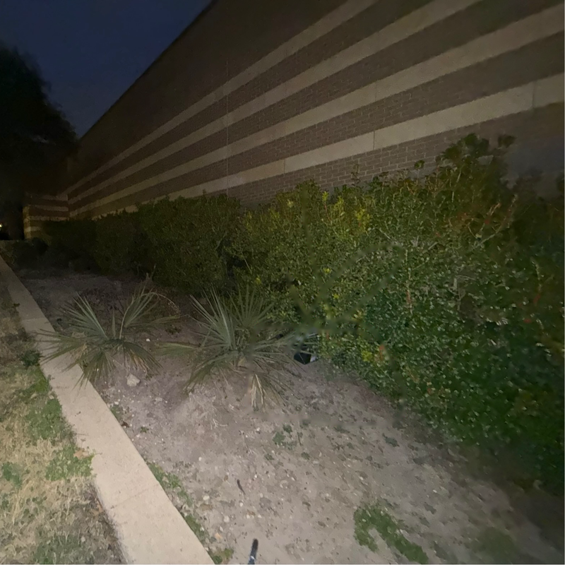 Picture of hidden fox