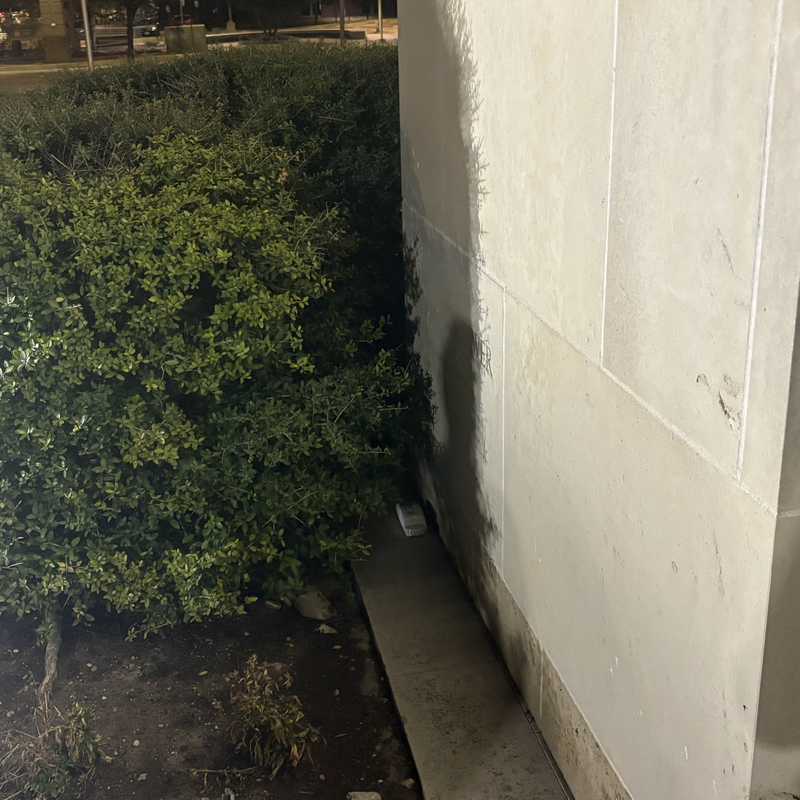 Picture of hidden fox