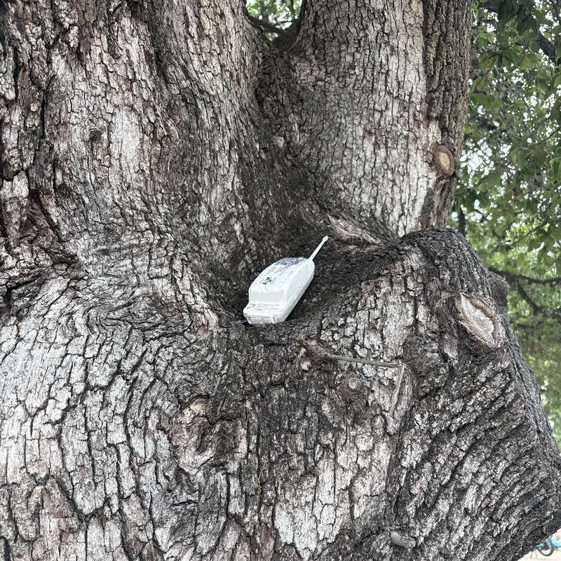 Picture of hidden fox
